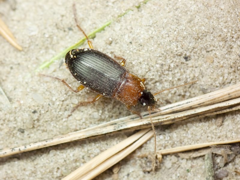 Calathus melanocephalus (Linne, 1758)